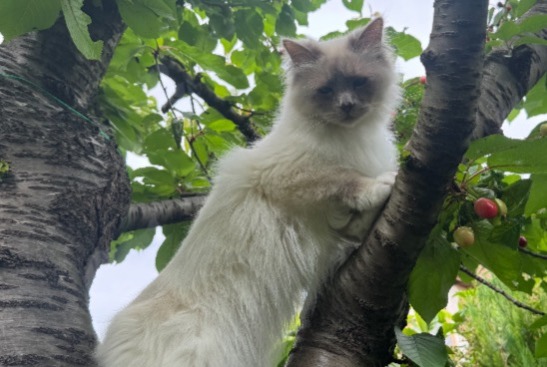 Alerte Disparition Chat  Mâle , 4 ans Rueil-Malmaison France