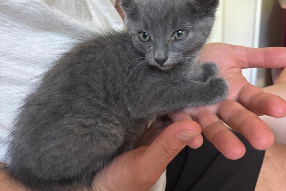 Alerte Découverte Chat  Inconnu Camblain-l'Abbé France