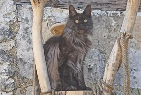 Alerte Disparition Chat  Femelle , 2 ans Gensac-la-Pallue France