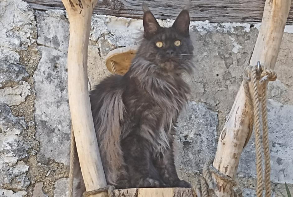 Alerte Disparition Chat  Femelle , 2 ans Gensac-la-Pallue France