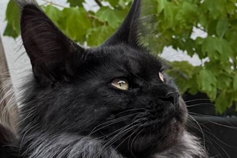 Alerte Disparition Chat  Femelle , 2 ans Gensac-la-Pallue France