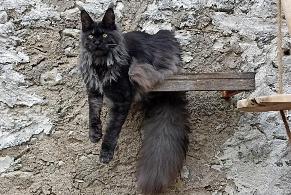 Alerte Disparition Chat  Femelle , 2 ans Gensac-la-Pallue France