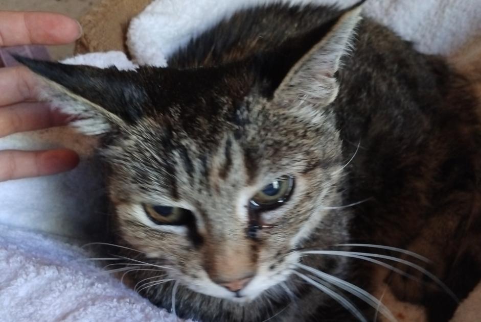 Alerte Découverte Chat Femelle Nersac France