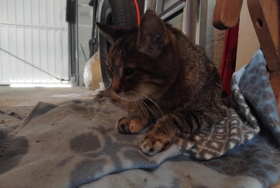 Alerte Découverte Chat Femelle Nersac France