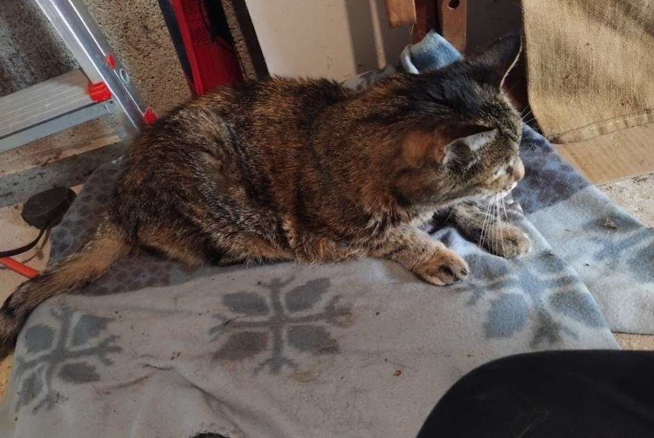 Alerte Découverte Chat Femelle Nersac France