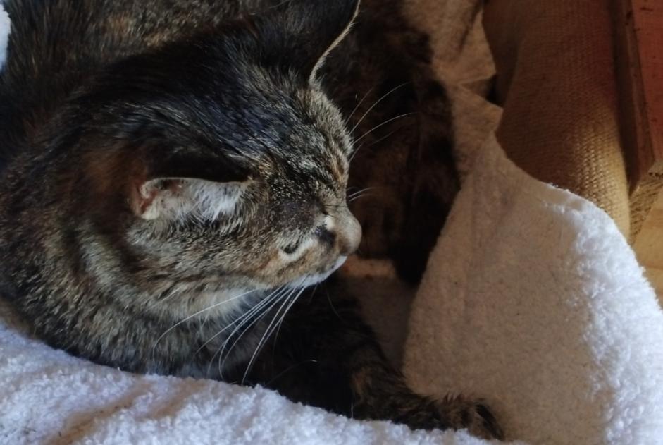 Alerte Découverte Chat Femelle Nersac France