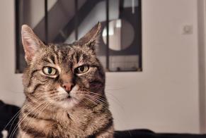 Alerte Disparition Chat Femelle , 18 ans Wittenheim France