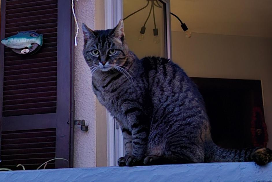 Alerte Disparition Chat Femelle , 18 ans Wittenheim France