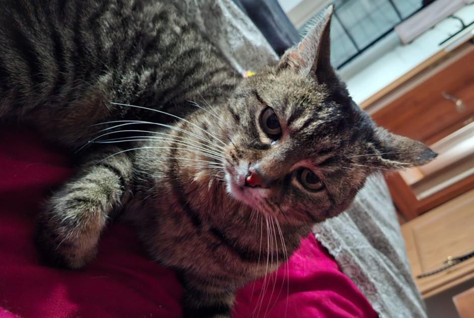 Alerte Disparition Chat Femelle , 18 ans Wittenheim France