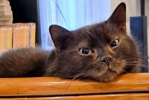 Alerte Disparition Chat  Mâle , 6 ans Bruay-sur-l'Escaut France