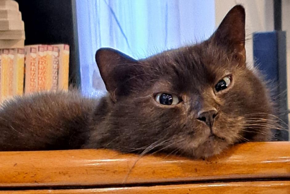 Alerte Disparition Chat  Mâle , 6 ans Bruay-sur-l'Escaut France