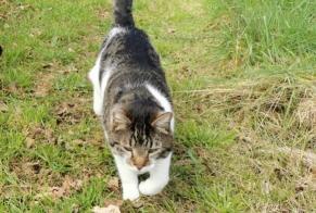 Alerte Disparition Chat Mâle , 5 ans Saint-Martin-du-Bec France