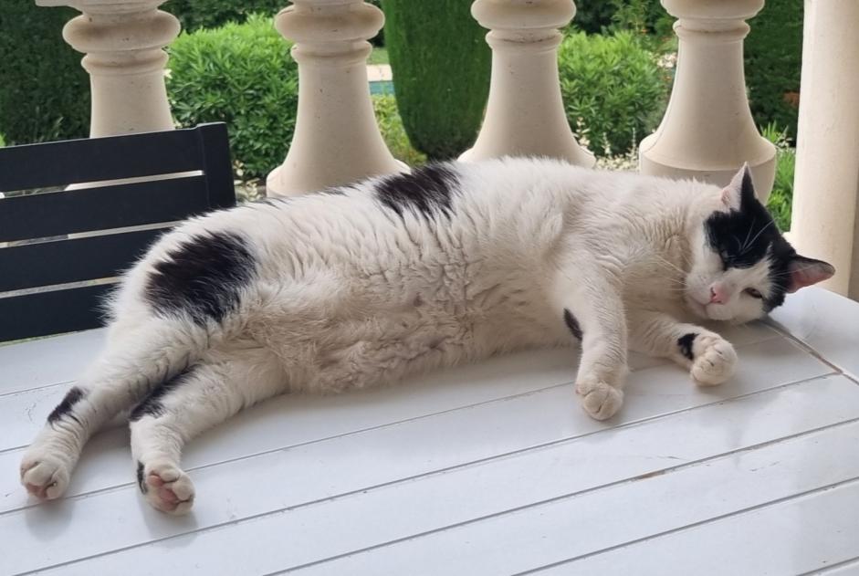 Alerte Disparition Chat croisement  Mâle , 6 ans Grasse France