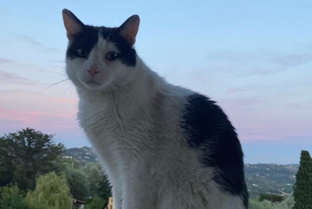 Alerte Disparition Chat croisement  Mâle , 6 ans Grasse France