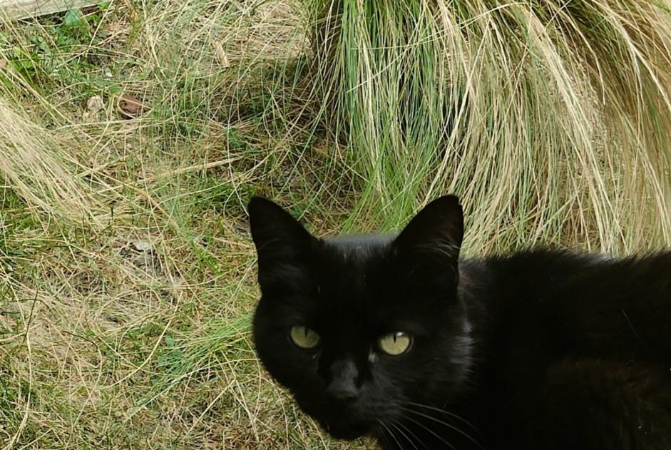 Alerte Disparition Chat  Mâle , 14 ans Flourens France