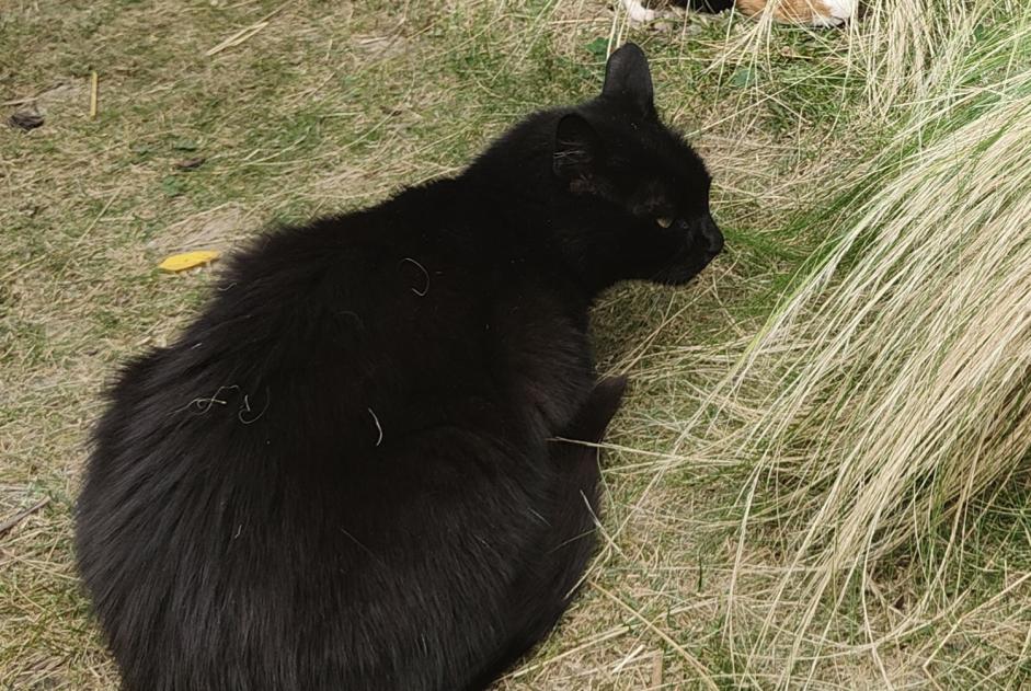 Alerte Disparition Chat  Mâle , 14 ans Flourens France