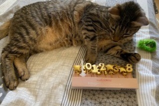 Alerte Disparition Chat croisement  Mâle , 8 ans Dijon France