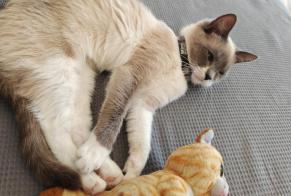 Alerte Disparition Chat  Femelle , 2 ans Neuilly-Plaisance France