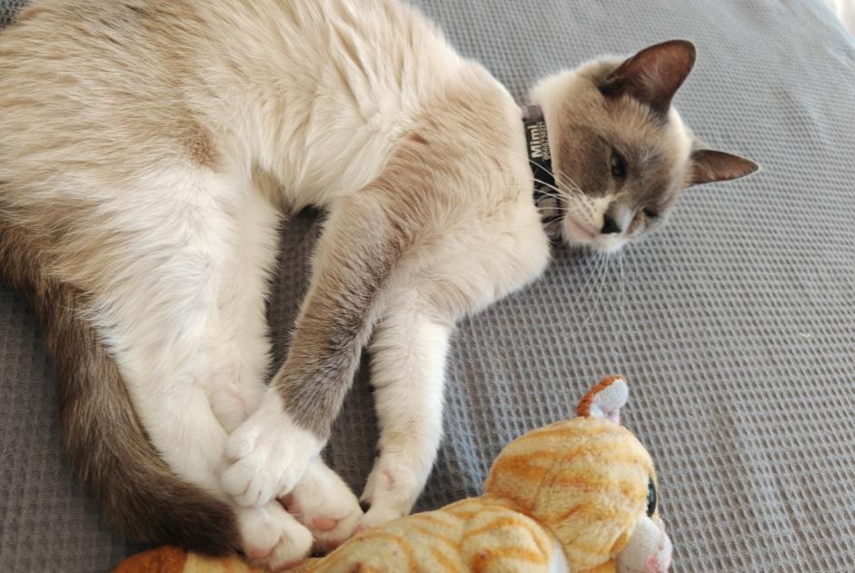 Alerte Disparition Chat  Femelle , 2 ans Neuilly-Plaisance France