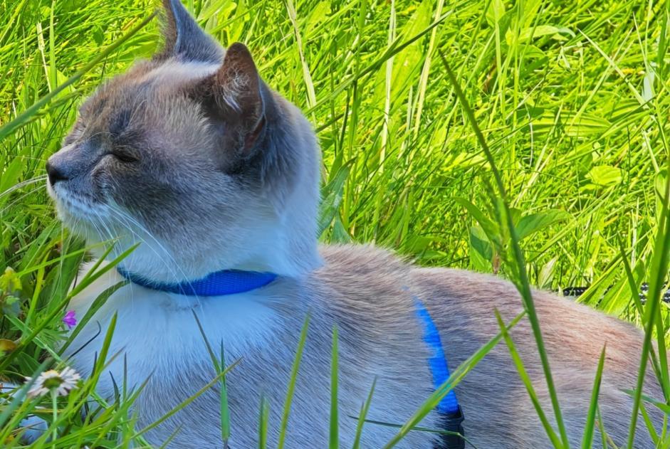 Alerte Disparition Chat  Femelle , 2 ans Neuilly-Plaisance France