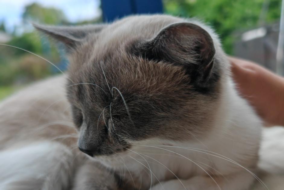 Alerte Disparition Chat  Femelle , 2 ans Neuilly-Plaisance France