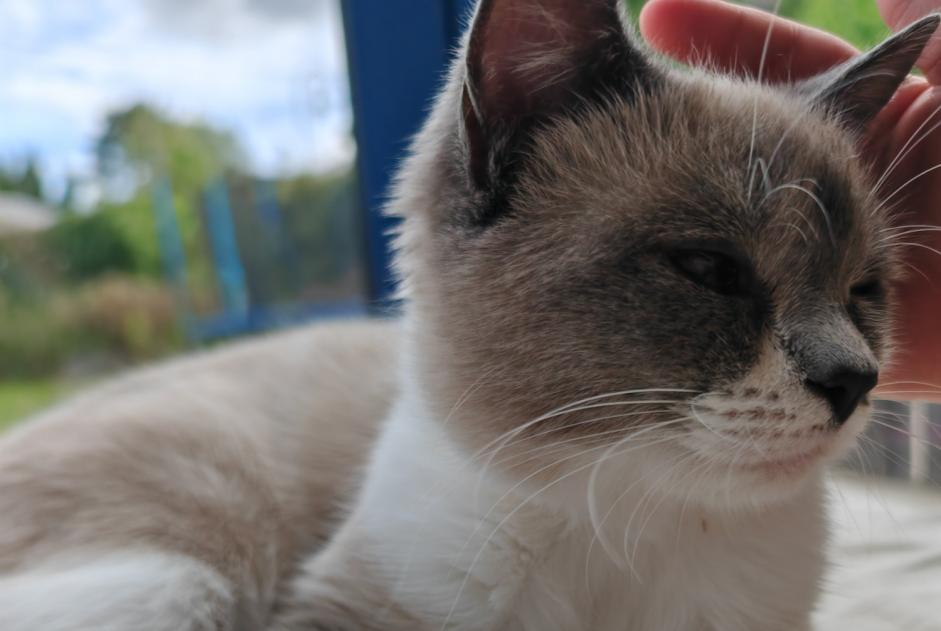 Alerte Disparition Chat  Femelle , 2 ans Neuilly-Plaisance France