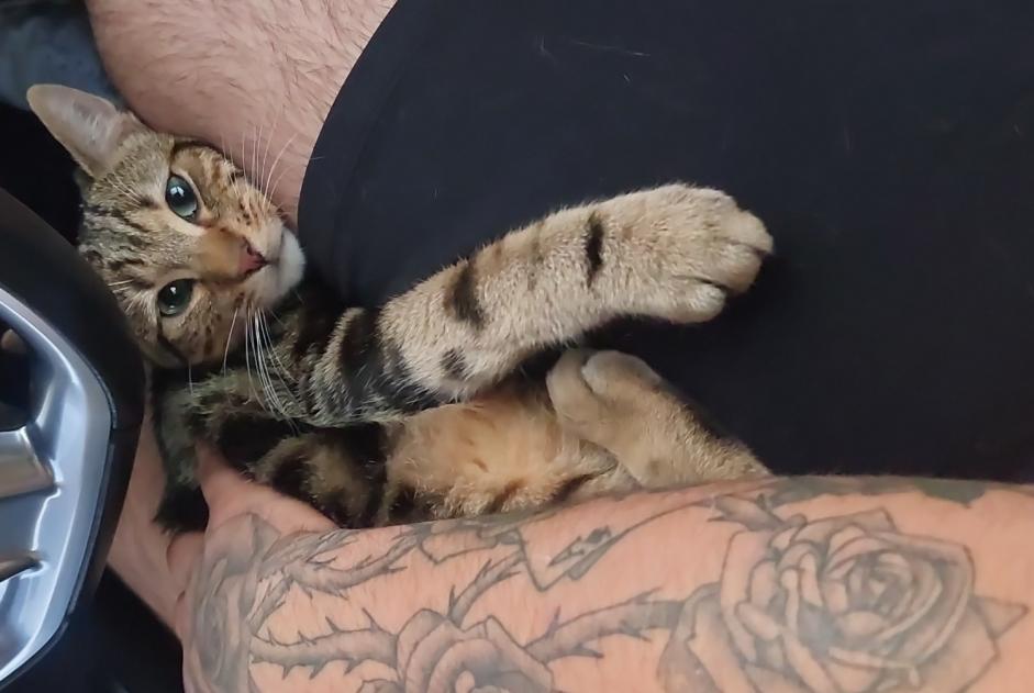 Alerte Disparition Chat Mâle , 1 ans Illois France