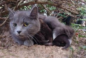 Alerte Découverte Chat Femelle Domagné France