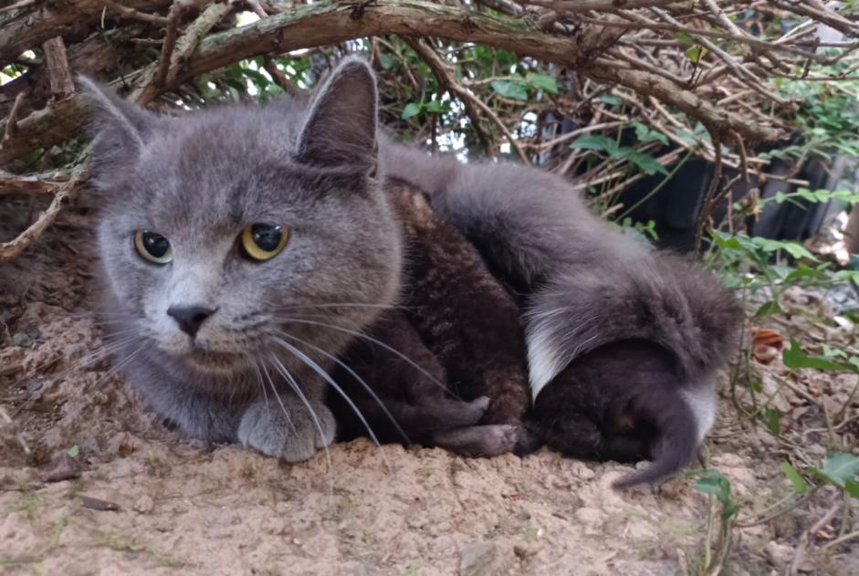 Alerte Découverte Chat Femelle Domagné France