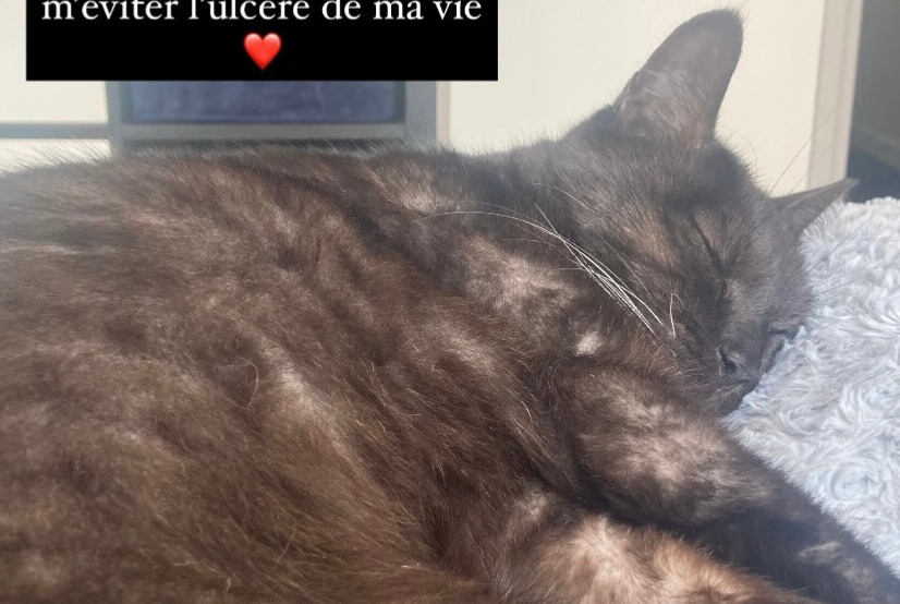 Alerte Disparition Chat Mâle , 10 ans Nantes France