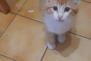 Alerte Découverte Chat Mâle Essarts-en-Bocage France