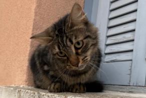 Alerte Découverte Chat Femelle Nîmes France