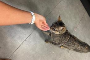 Alerte Découverte Chat Femelle Valbonne France