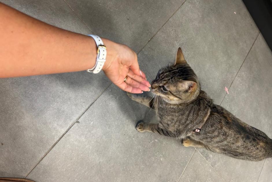 Alerte Découverte Chat Femelle Valbonne France