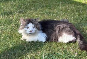 Alerte Découverte Chat Inconnu Faremoutiers France