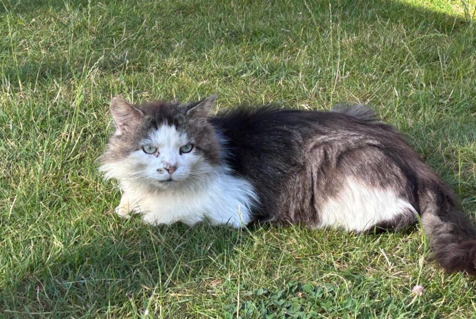 Alerte Découverte Chat Inconnu Faremoutiers France