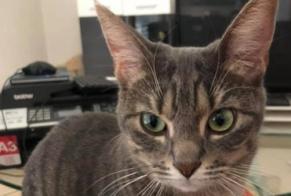 Alerte Disparition Chat  Femelle , 8 ans Bramois Suisse