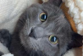 Alerte Disparition Chat  Mâle , 1 ans Mitry-Mory France