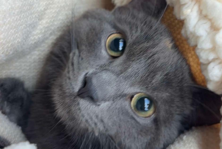Alerte Disparition Chat  Mâle , 1 ans Mitry-Mory France