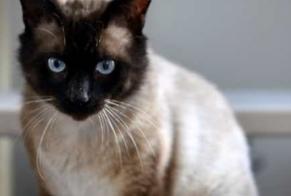 Alerte Disparition Chat  Mâle , 8 ans Guilvinec France