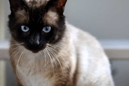 Alerte Disparition Chat  Mâle , 8 ans Guilvinec France
