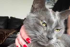 Alerte Disparition Chat croisement  Mâle , 1 ans Tourcoing France