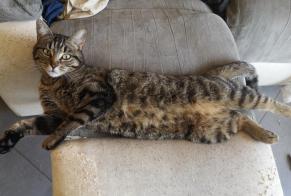 Alerte Disparition Chat Femelle , 2 ans Saint-Philbert-de-Grand-Lieu France