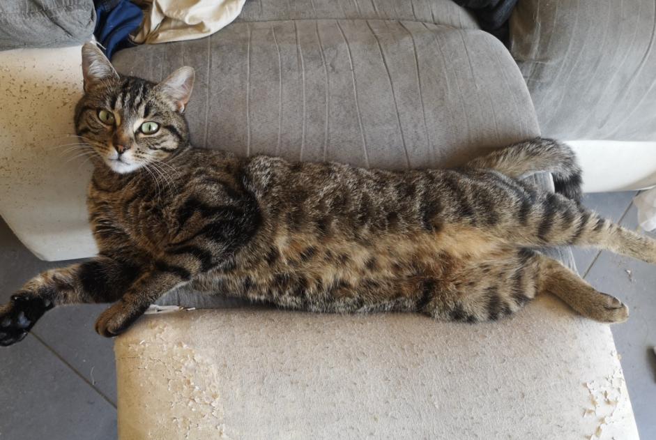 Alerte Disparition Chat Femelle , 2 ans Saint-Philbert-de-Grand-Lieu France