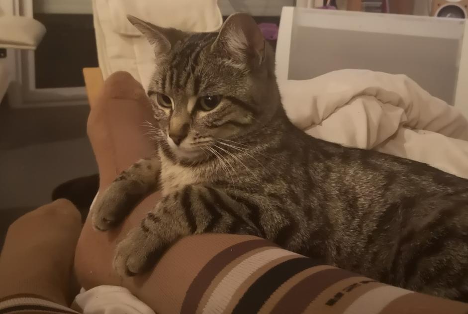 Alerte Disparition Chat Femelle , 2 ans Saint-Philbert-de-Grand-Lieu France