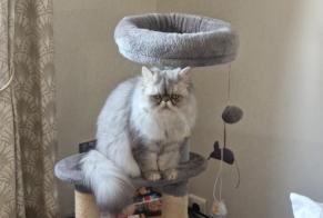 Alerte Disparition Chat  Femelle , 2 ans La Rochefoucauld-en-Angoumois France