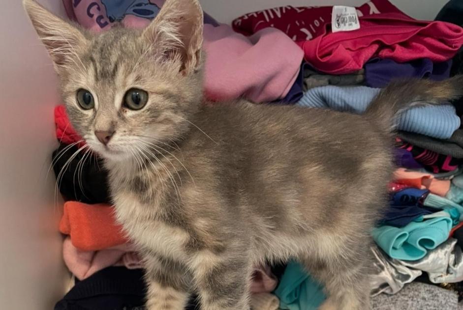 Alerte Disparition Chat Femelle , 0 ans Brindas France
