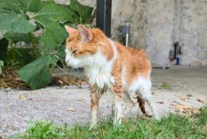 Alerte Découverte Chat Inconnu Menars France