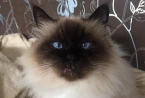 Alerte Disparition Chat  Femelle , 10 ans Le Grau-du-Roi France