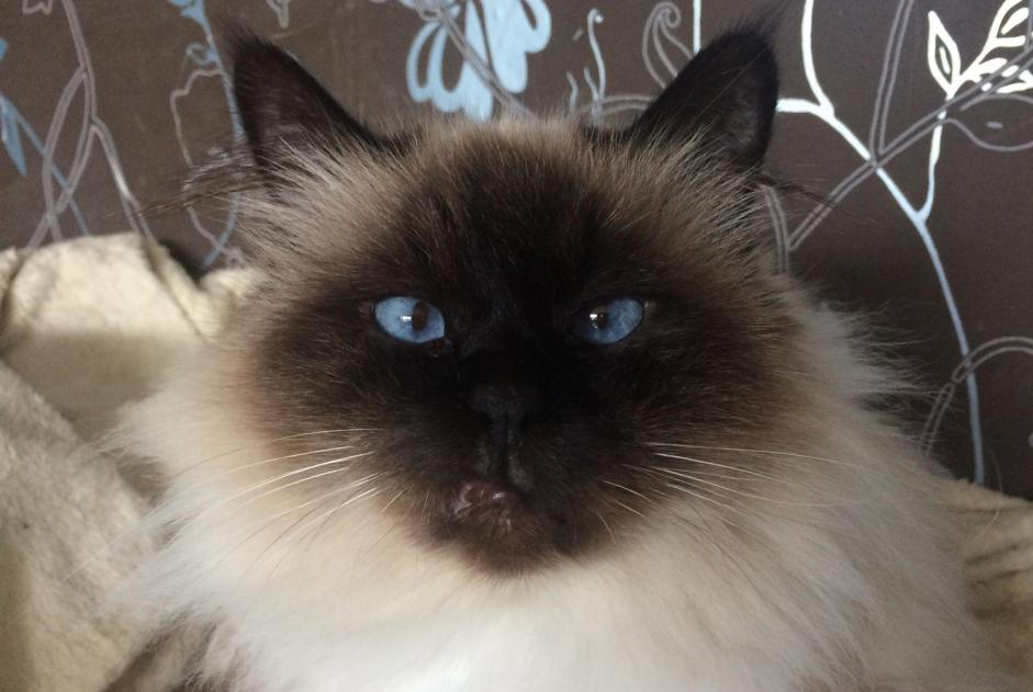 Alerte Disparition Chat  Femelle , 10 ans Le Grau-du-Roi France